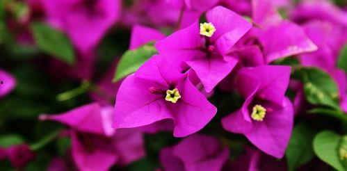 娱乐吃瓜酱三角梅,吃瓜酱视角下的娱乐圈三角关系揭秘